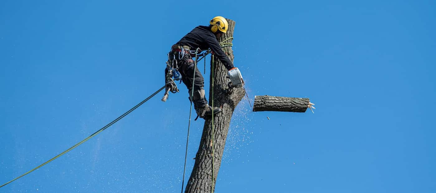 Arborist working in a tree canopy against the sky - Valley Stream Tree Co. free estimates