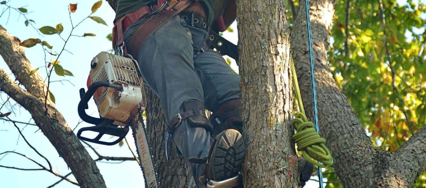 Arborist climbing a mature tree for sectional removal on a Valley Stream, NY lot