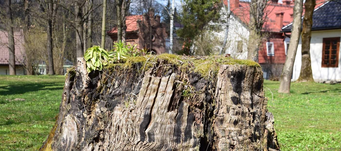Tree stump in a residential Valley Stream yard before grinding